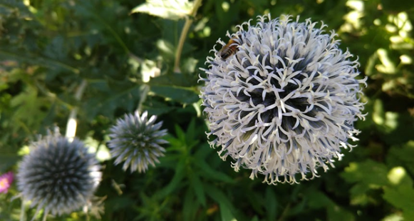Reflections From The Field: An Oregon Psilocybin Facilitator Muses On Experiences And Findings After One Year Of Practice